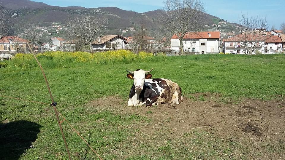 Agriturismo Sentiero Dei Sapori Pensionat Agerola Exteriör bild