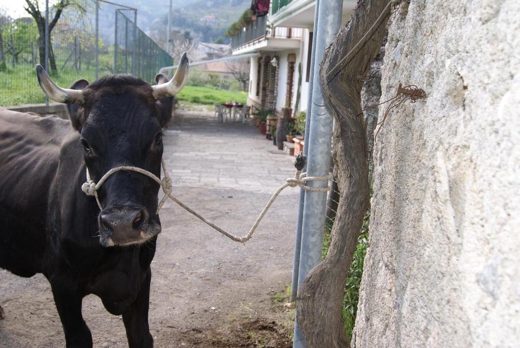 Agriturismo Sentiero Dei Sapori Pensionat Agerola Exteriör bild
